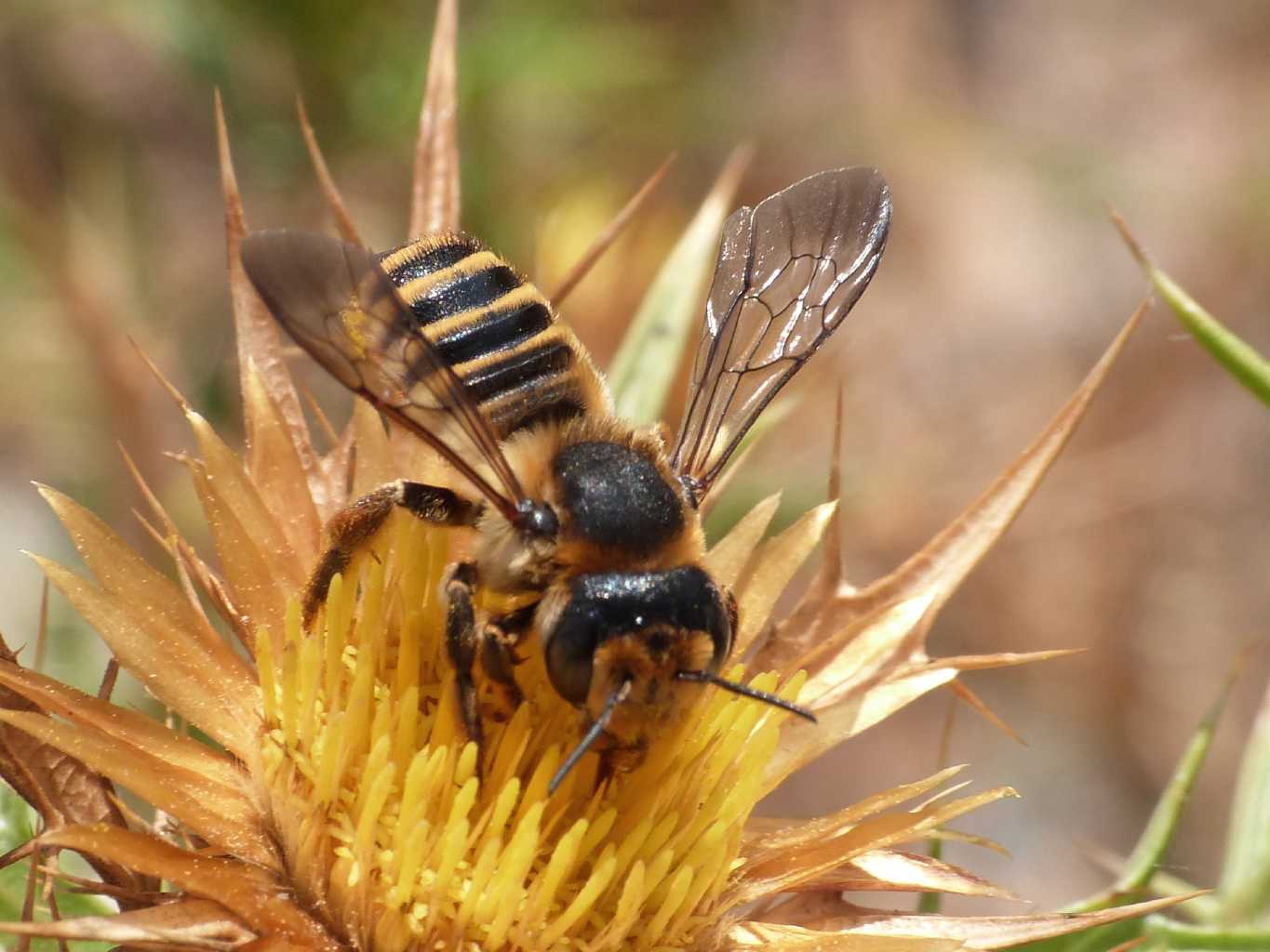 Megachile sp.